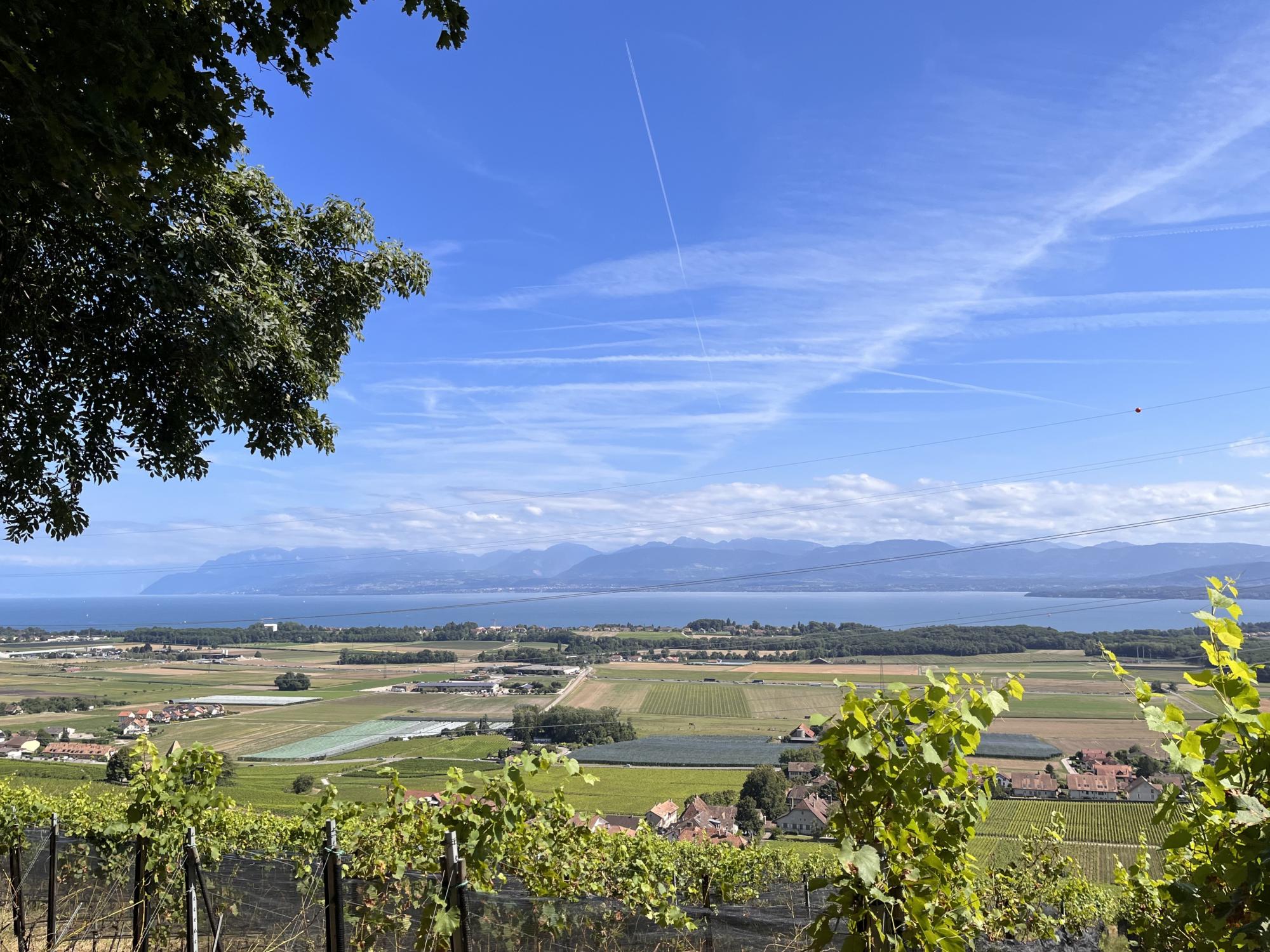 Sentier des Châtaignes