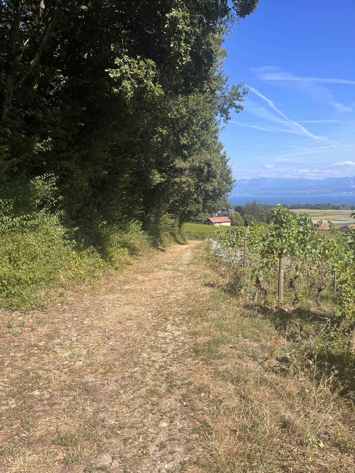 Sentier des Châtaignes