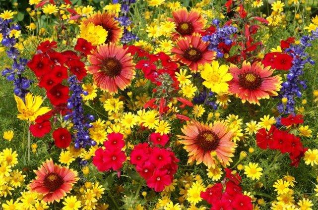 Marché aux fleurs St-Cergue