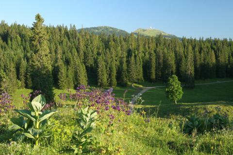 Parc Jurassien Vaudois &agrave; la Givrine