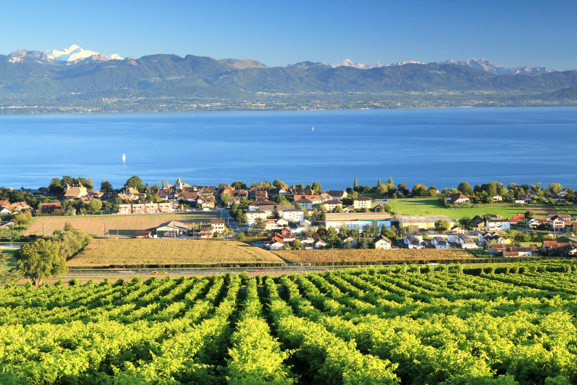 Rolle vignoble