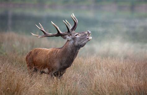 brame du cerf