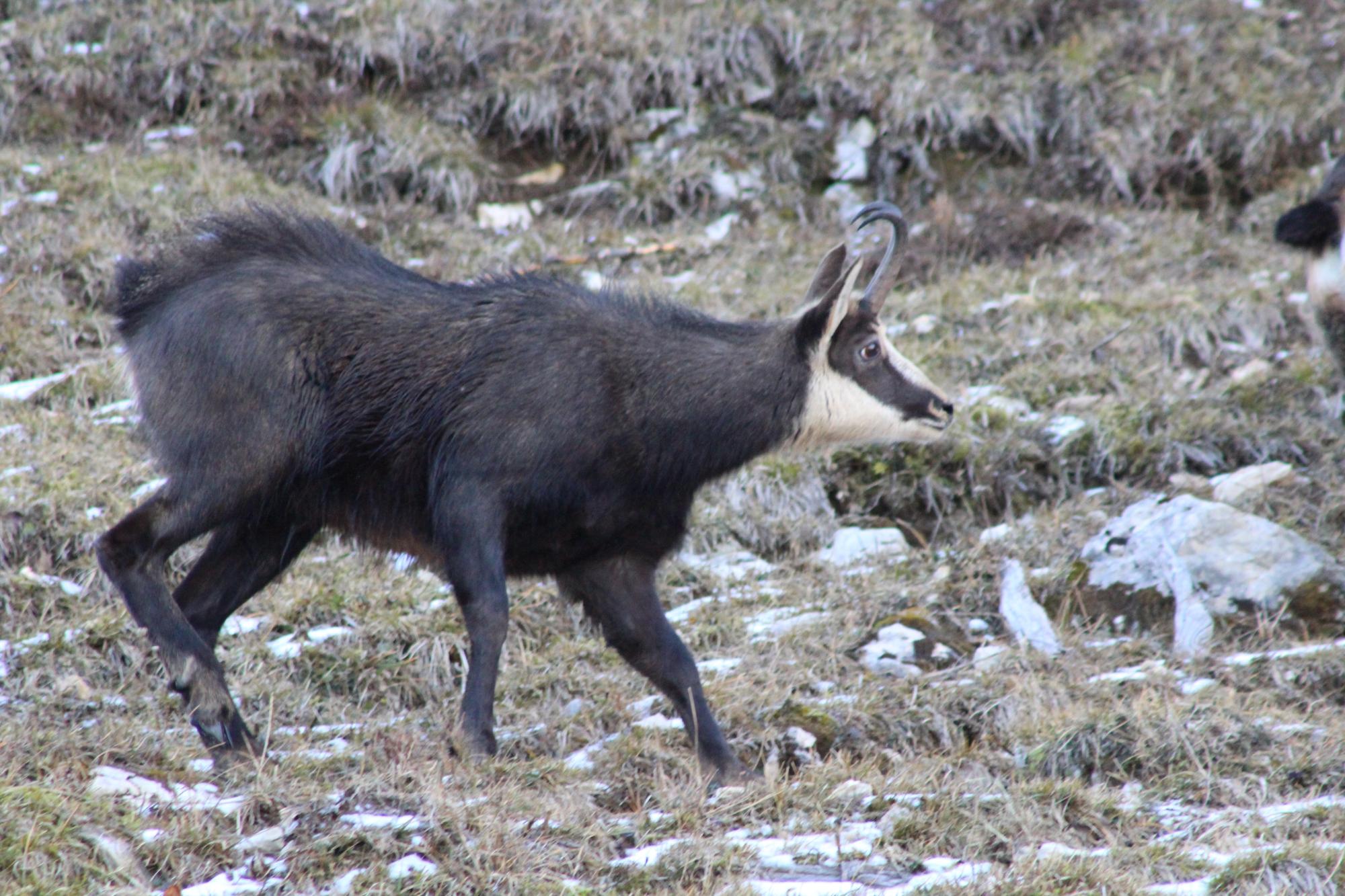 rut