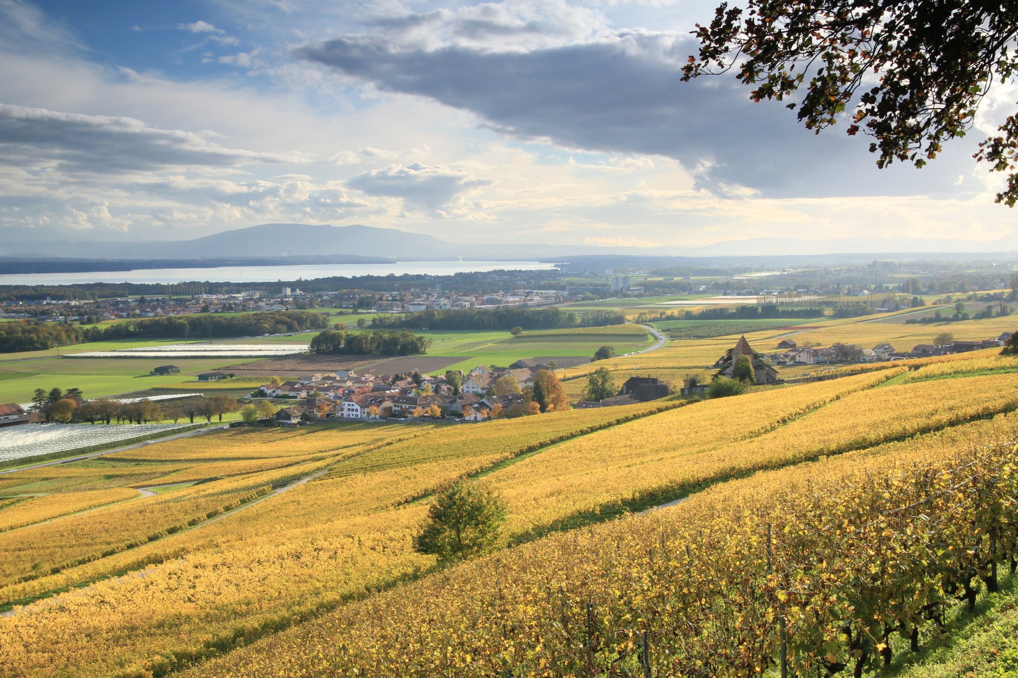 Automne Vinzel