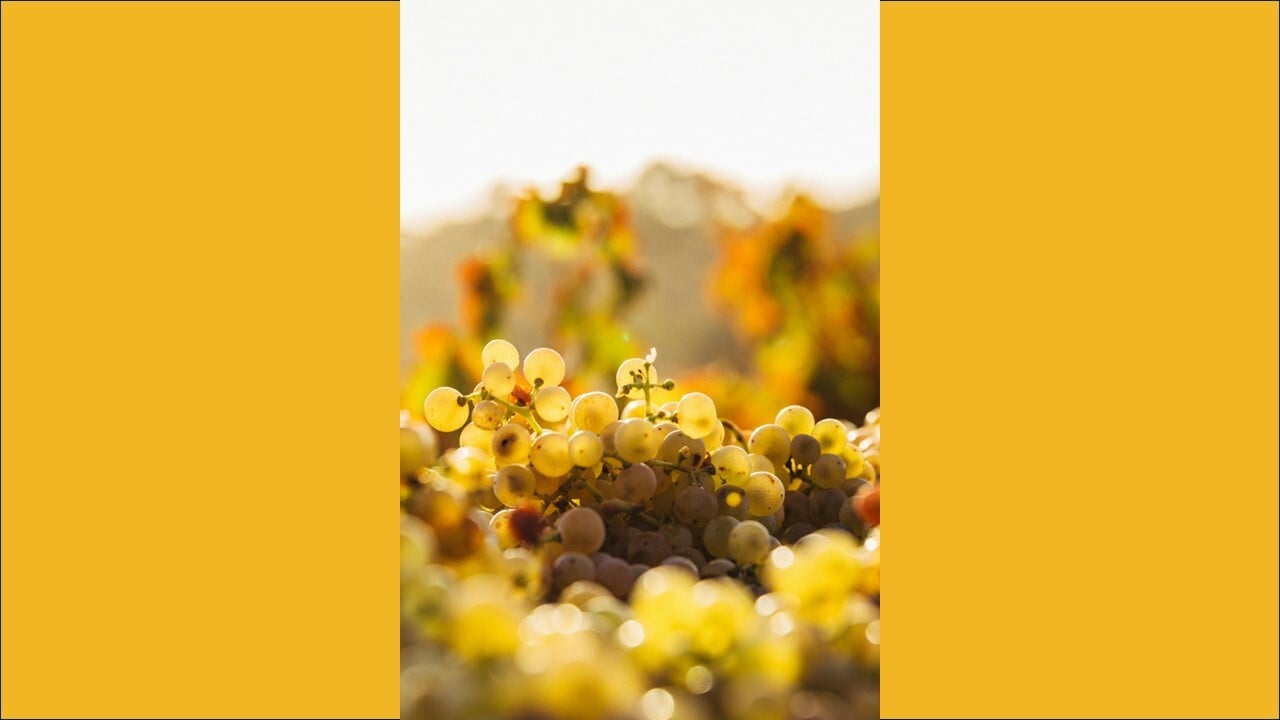 Association des vins de Mont-sur-Rolle