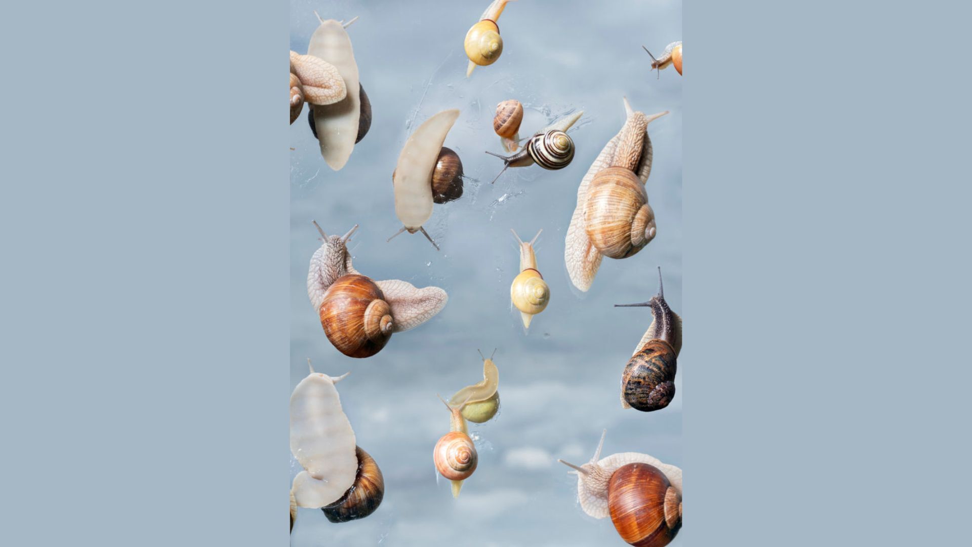 Reconstitution d’un souvenir d’enfance, le concours de vitesse d’escargots