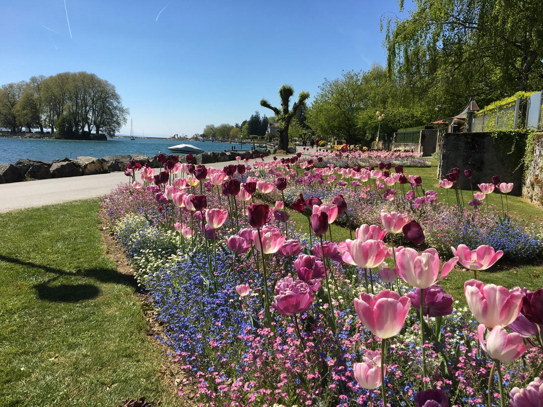 Printemps Rolle