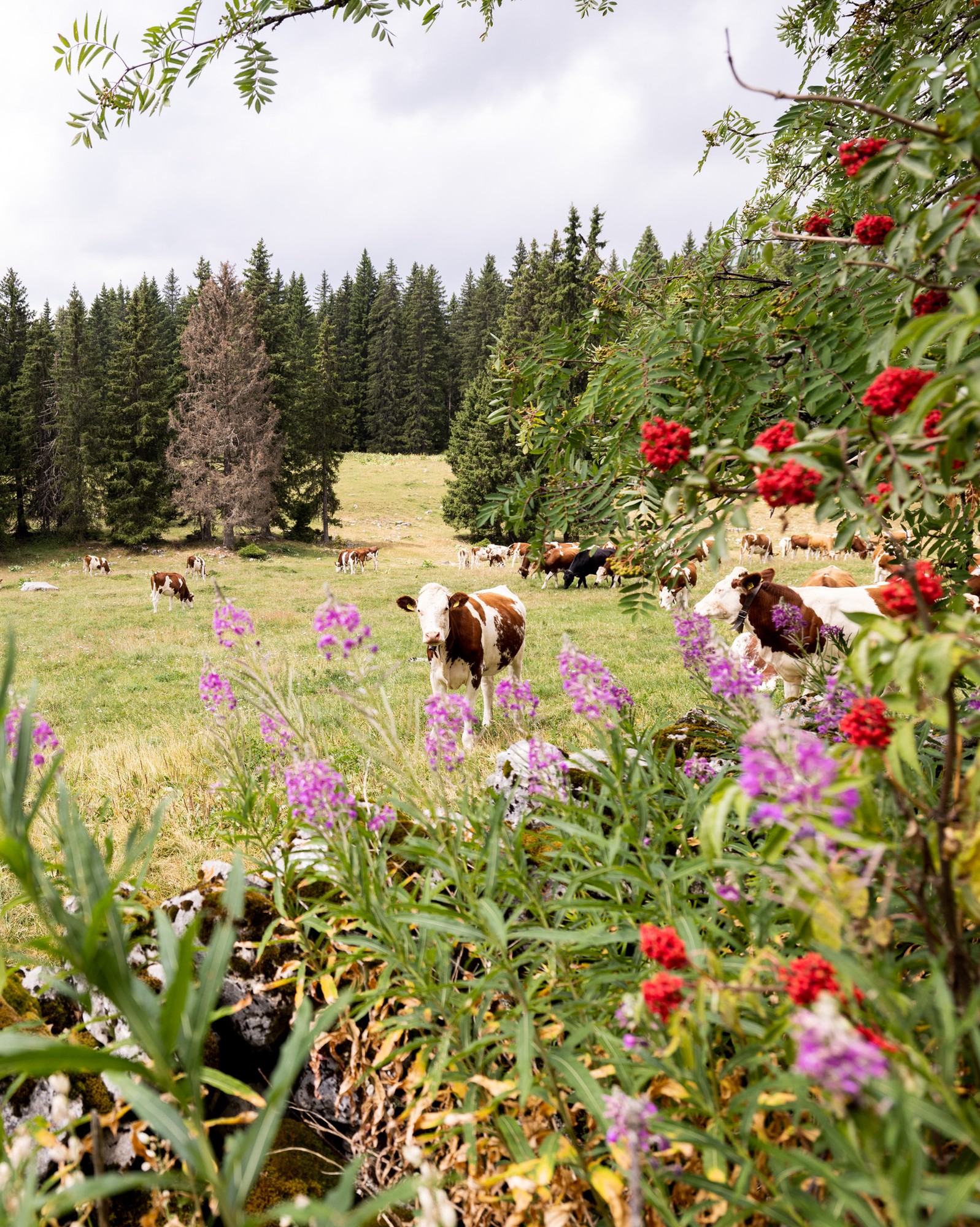 De l'alpage au fromage 