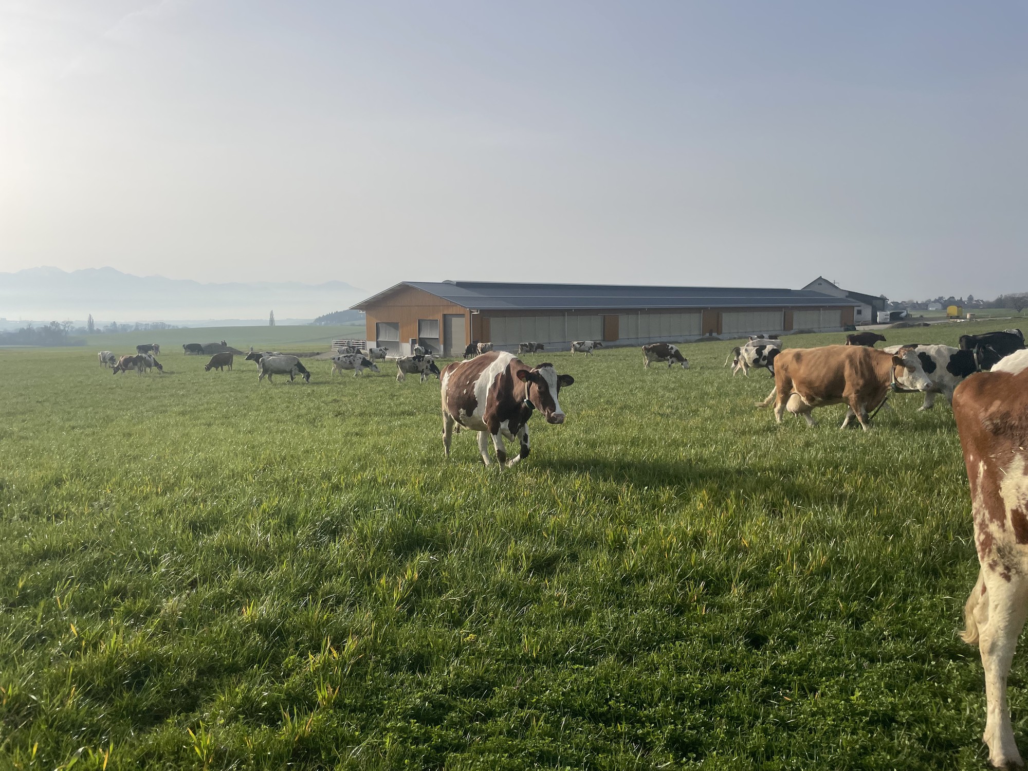 Ferme de Champ Colomb Cossonay