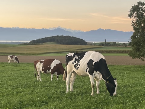 Ferme de Champ Colomb Cossonay