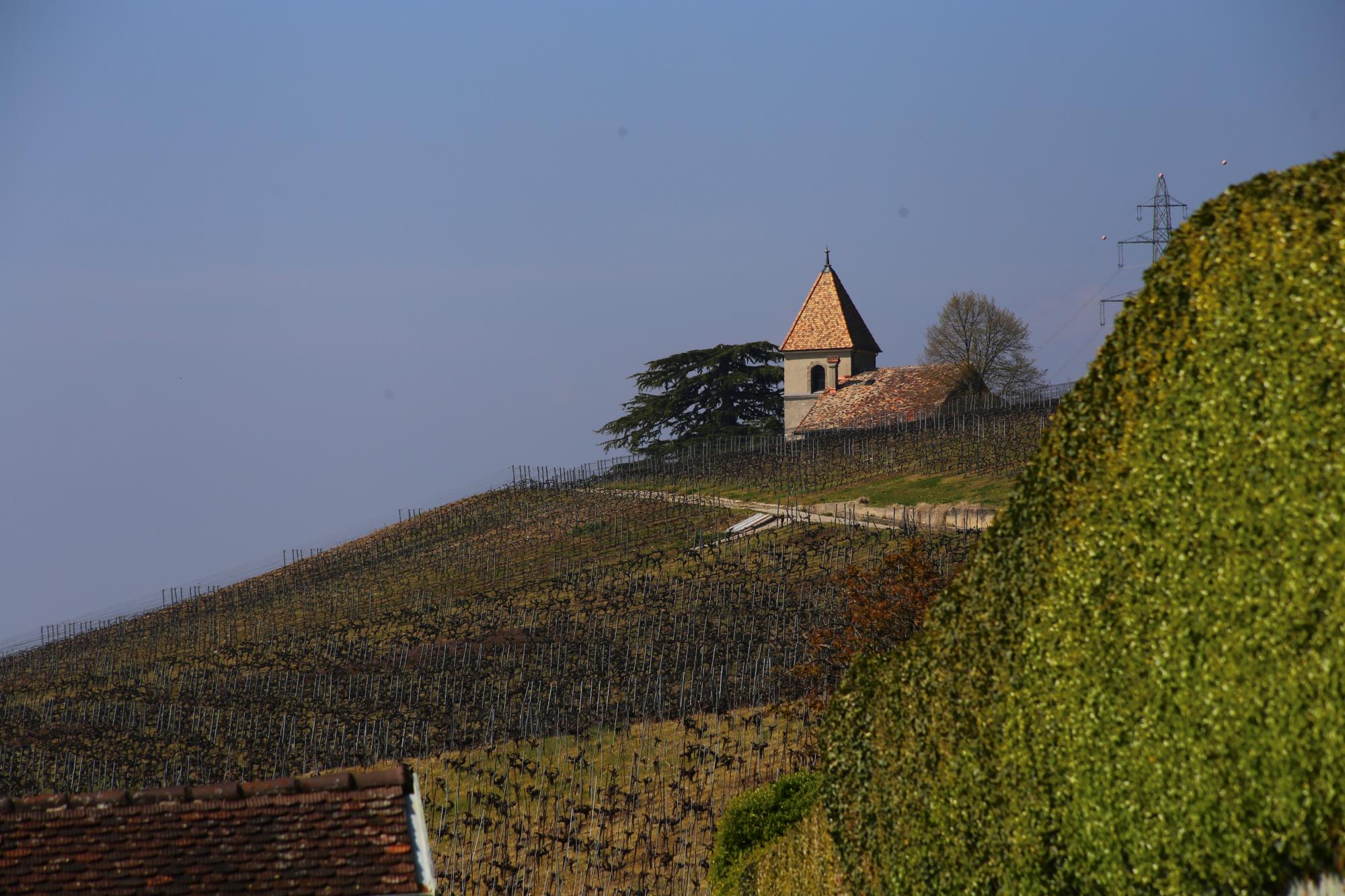 Vignoble Vinzel Bursins