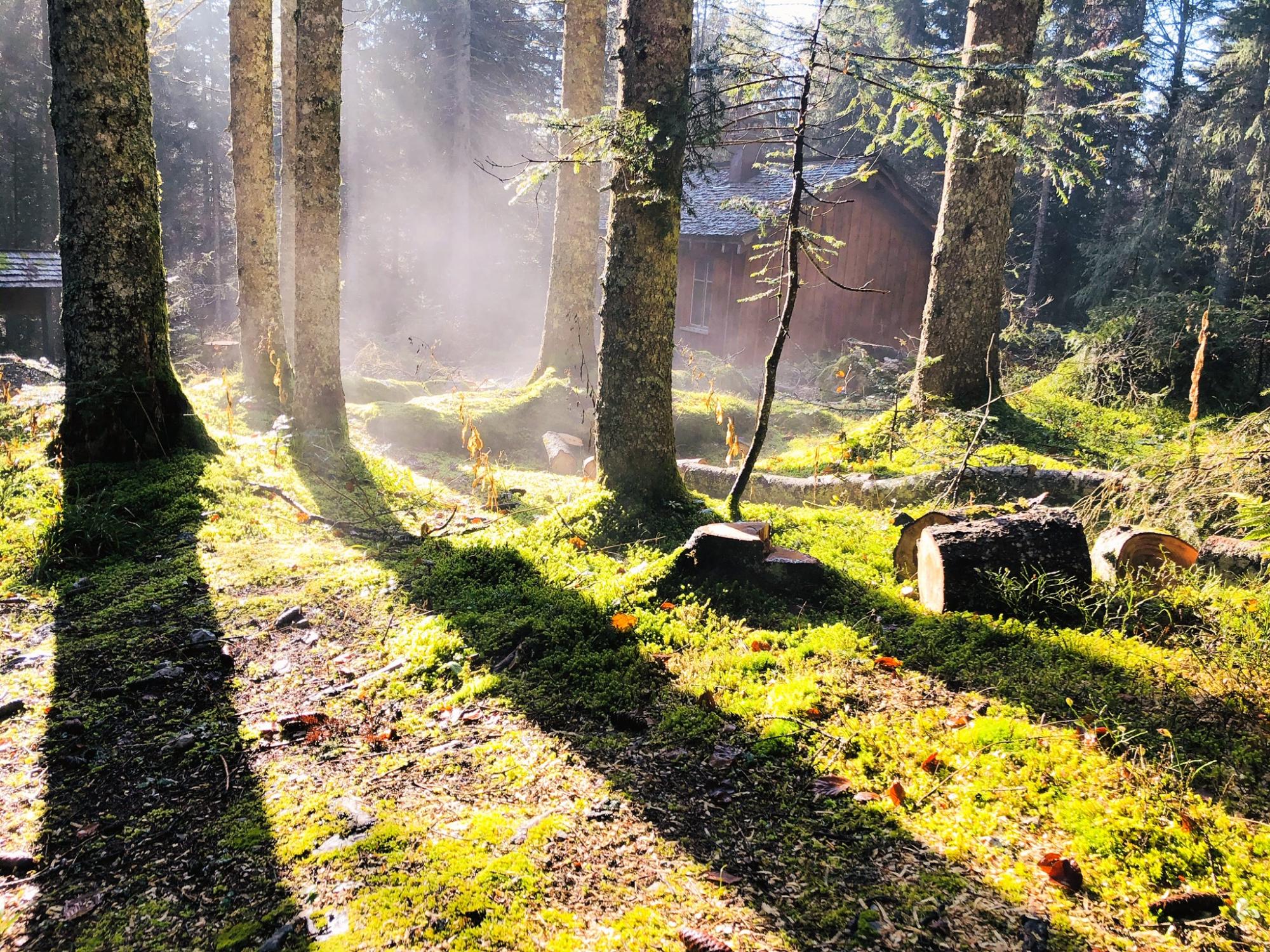 Forêt du Risoud