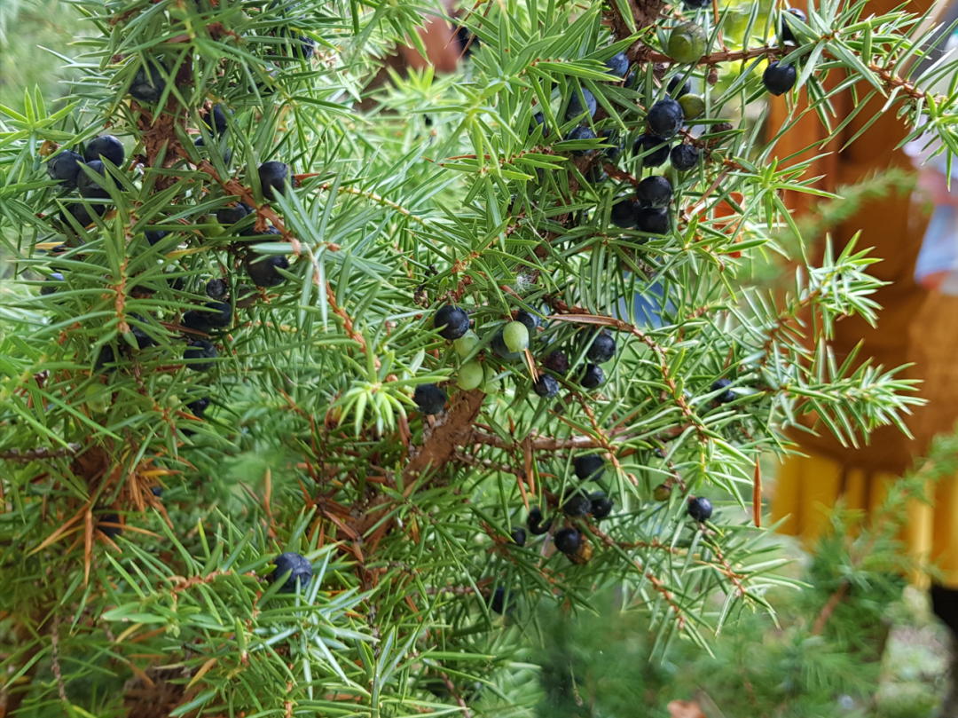 Balade de l'herboriste 3/3