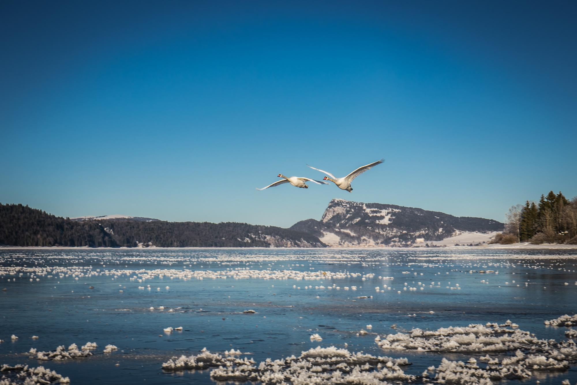 Lac gelé - Cygnes en vol