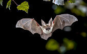 Chauve-souris 1