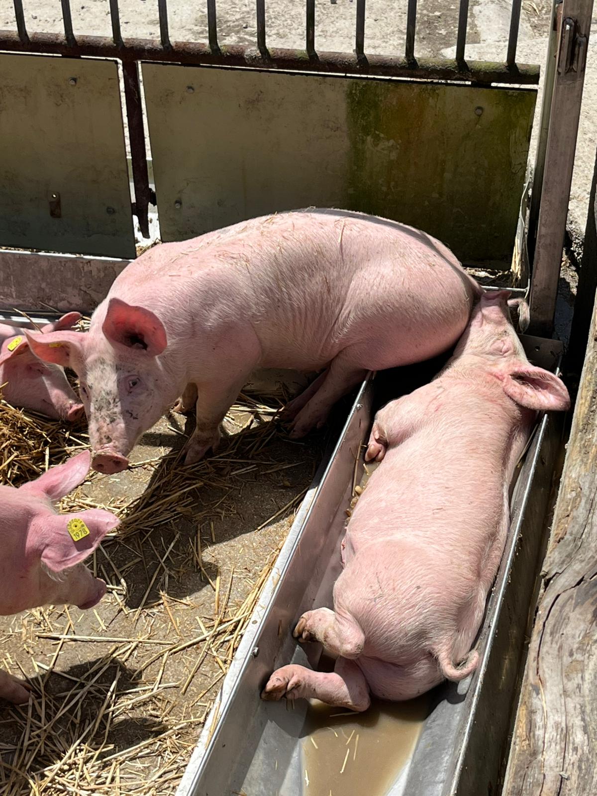 Alpage de la Meylande-Dessus - Cochon qui dort.jpg