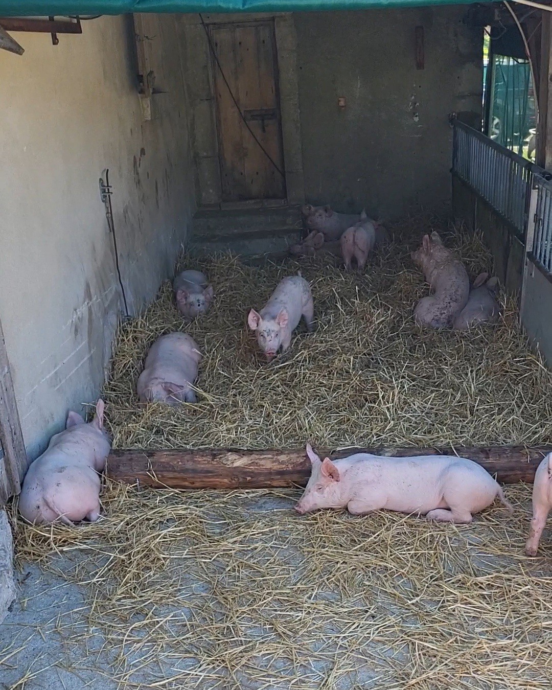 Alpage de la Meylande-Dessus - cochons.jpg