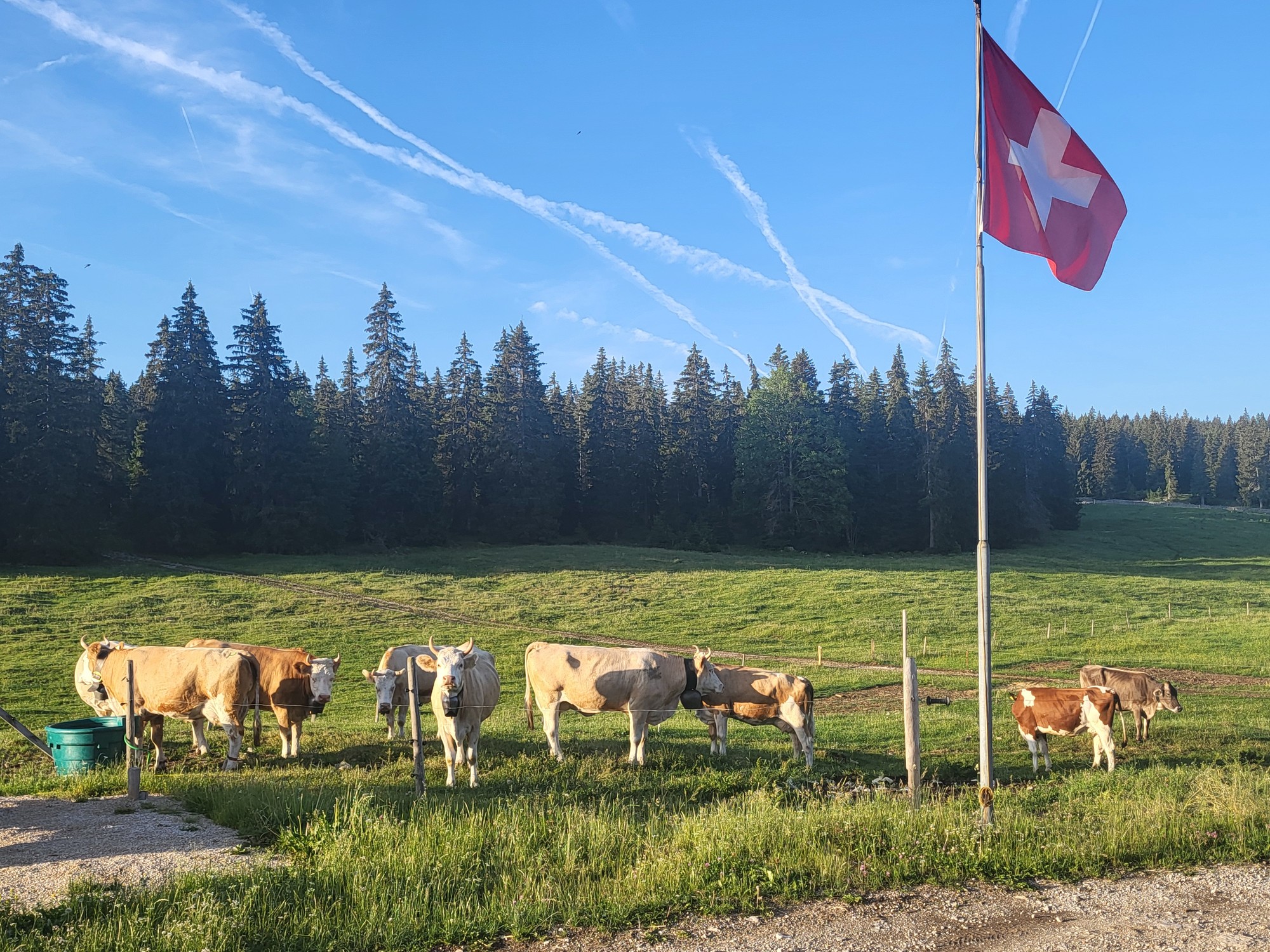 Alpage de la Meylande-Dessus - Vaches et drapeau.jpg
