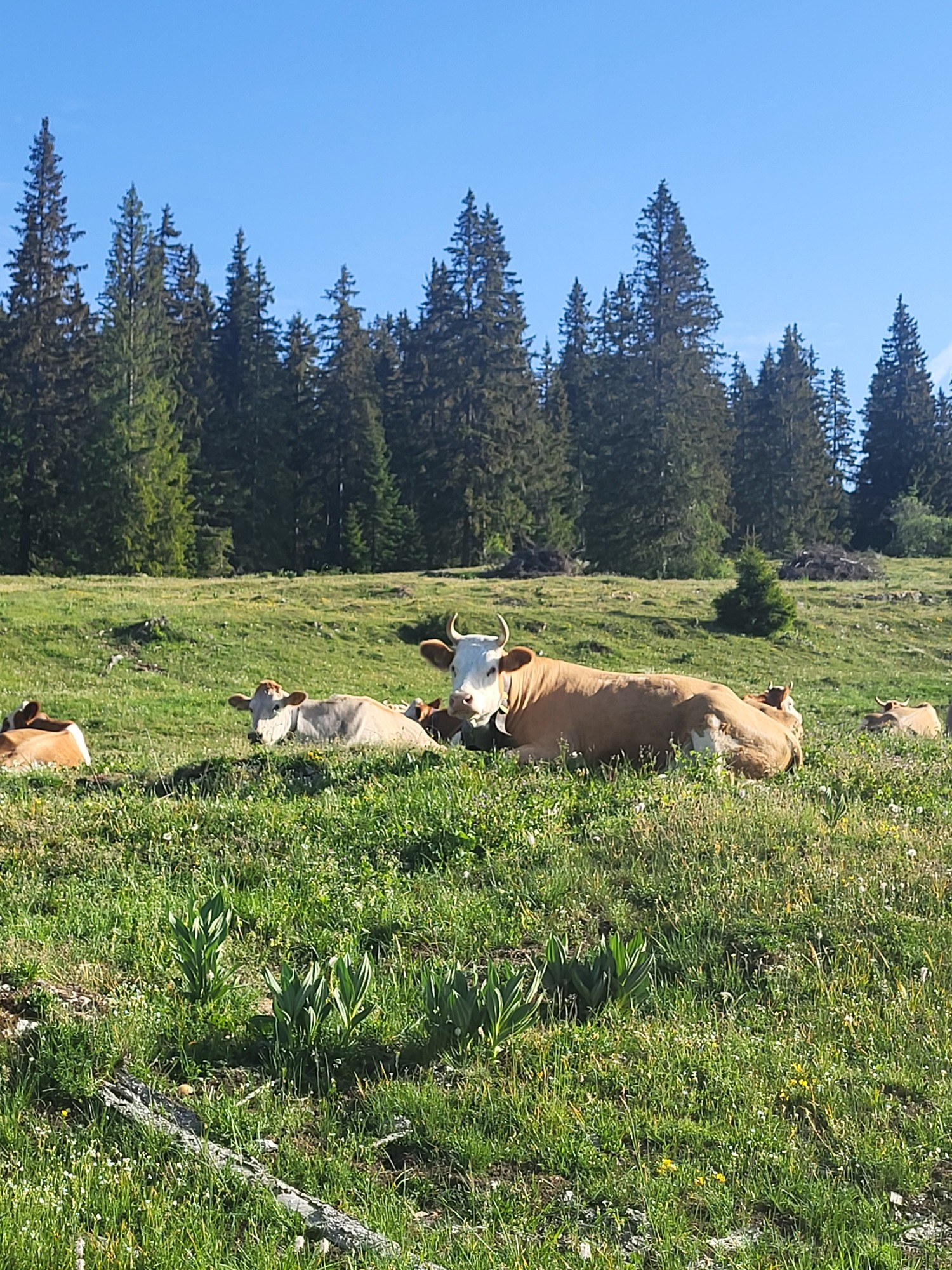 Alpage de la Meylande-Dessus - vaches couchées au champ.jpg