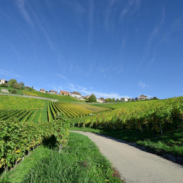 Spaziergang in den Weinbergen der Côtes de l'Orbe - Panorama