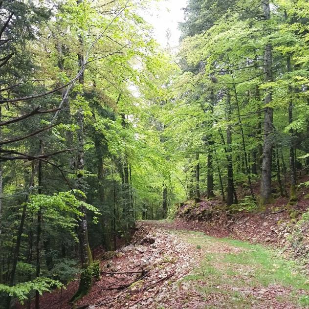 Le sentier didactique du bois de Forel-Romainmôtier