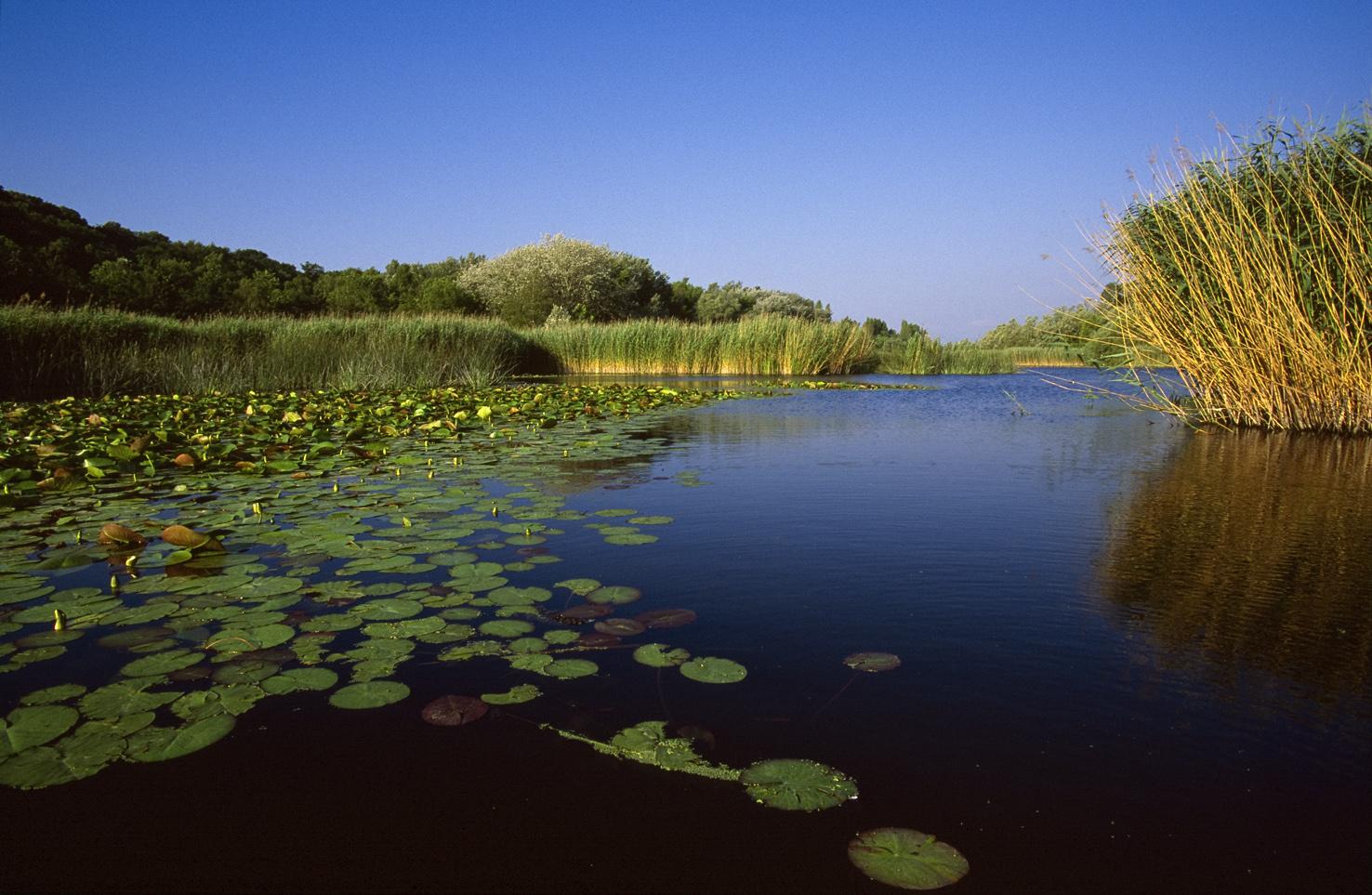 Das Naturreservat Grande Cariçaie