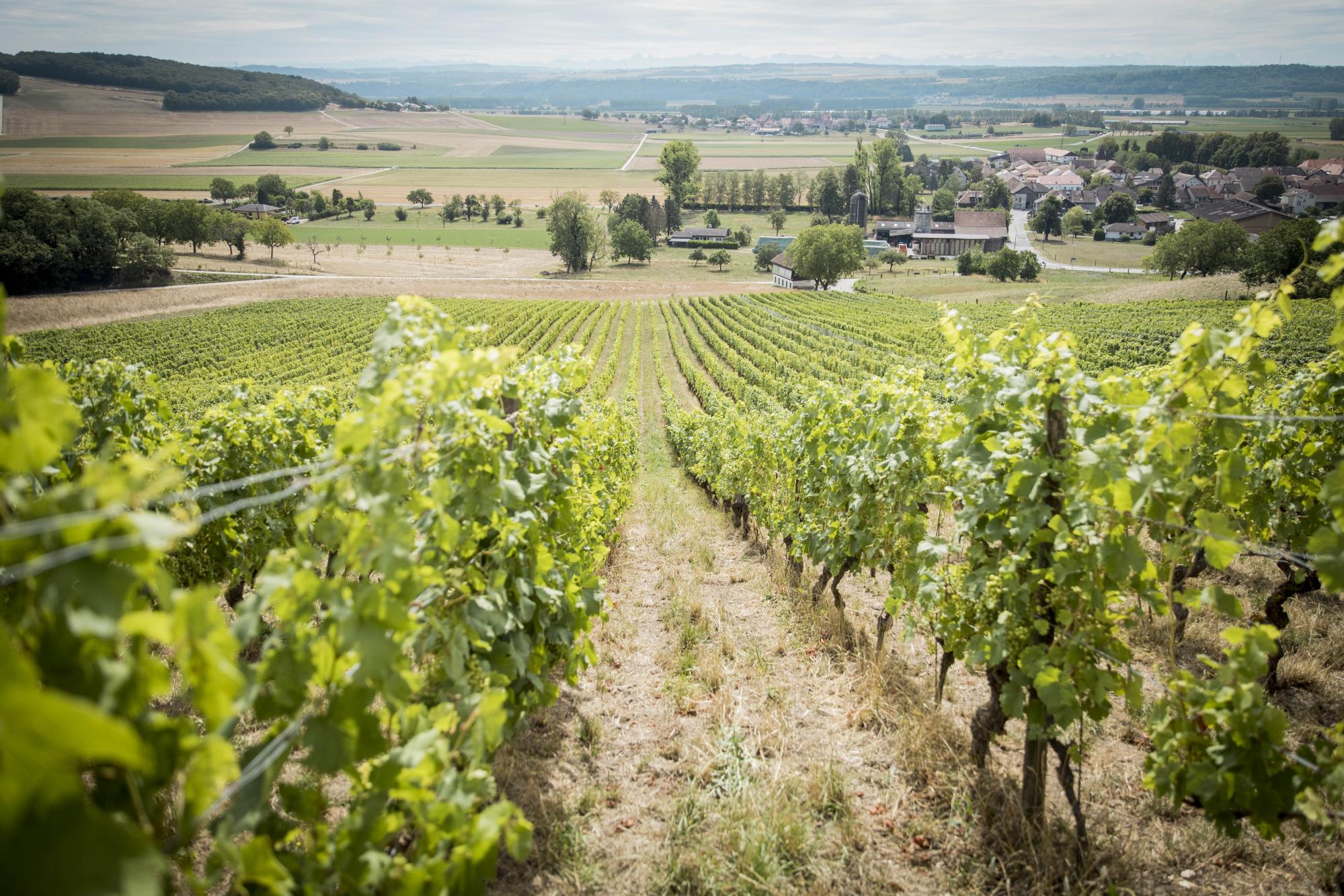 Mathod, juillet 2023. Valérie Marendaz possède le domaine de la Combe. Elle produit du vin et notamment du mousseux.