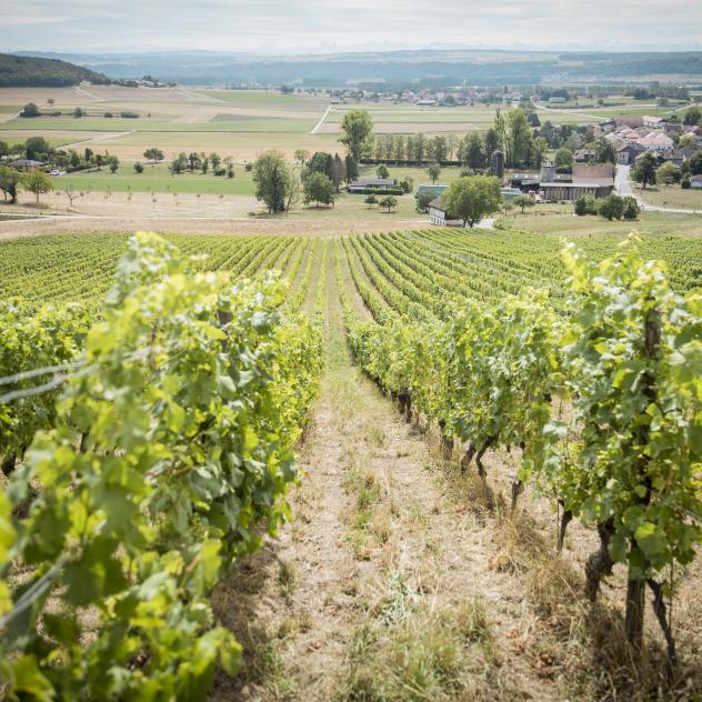 Weinkellern und Winzer von Côtes de l'Orbe