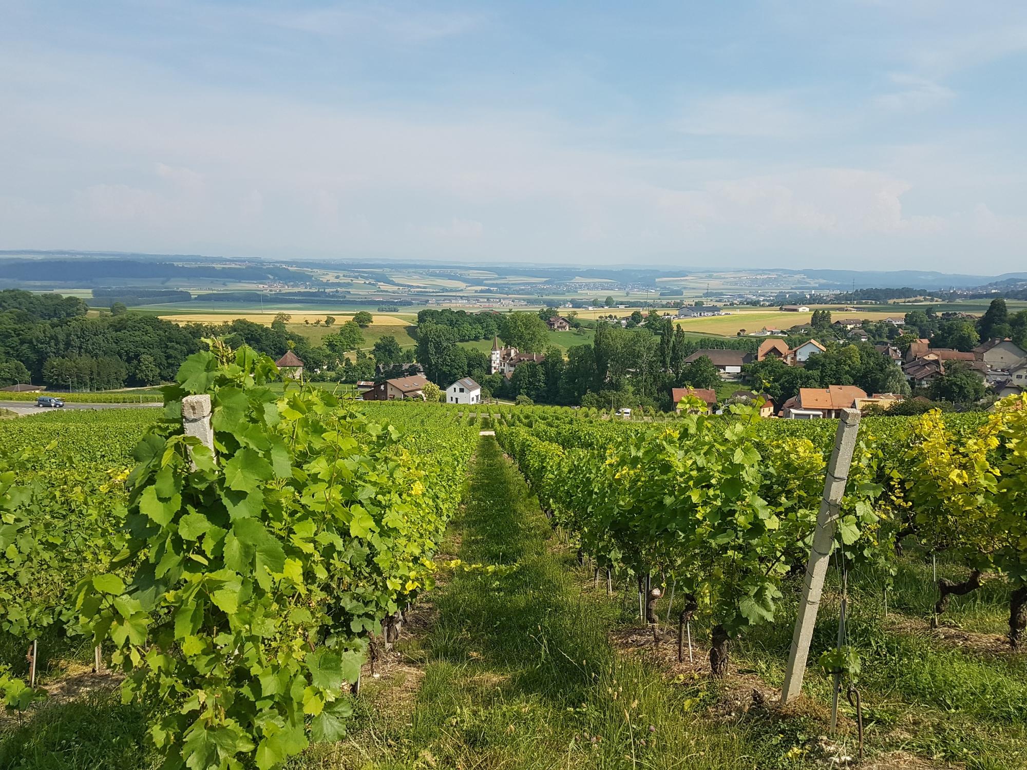 Vignoble Orbe