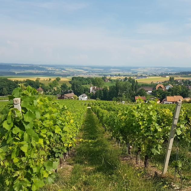 Balade œnotouristique Côtes de l'Orbe - Pied du Jura