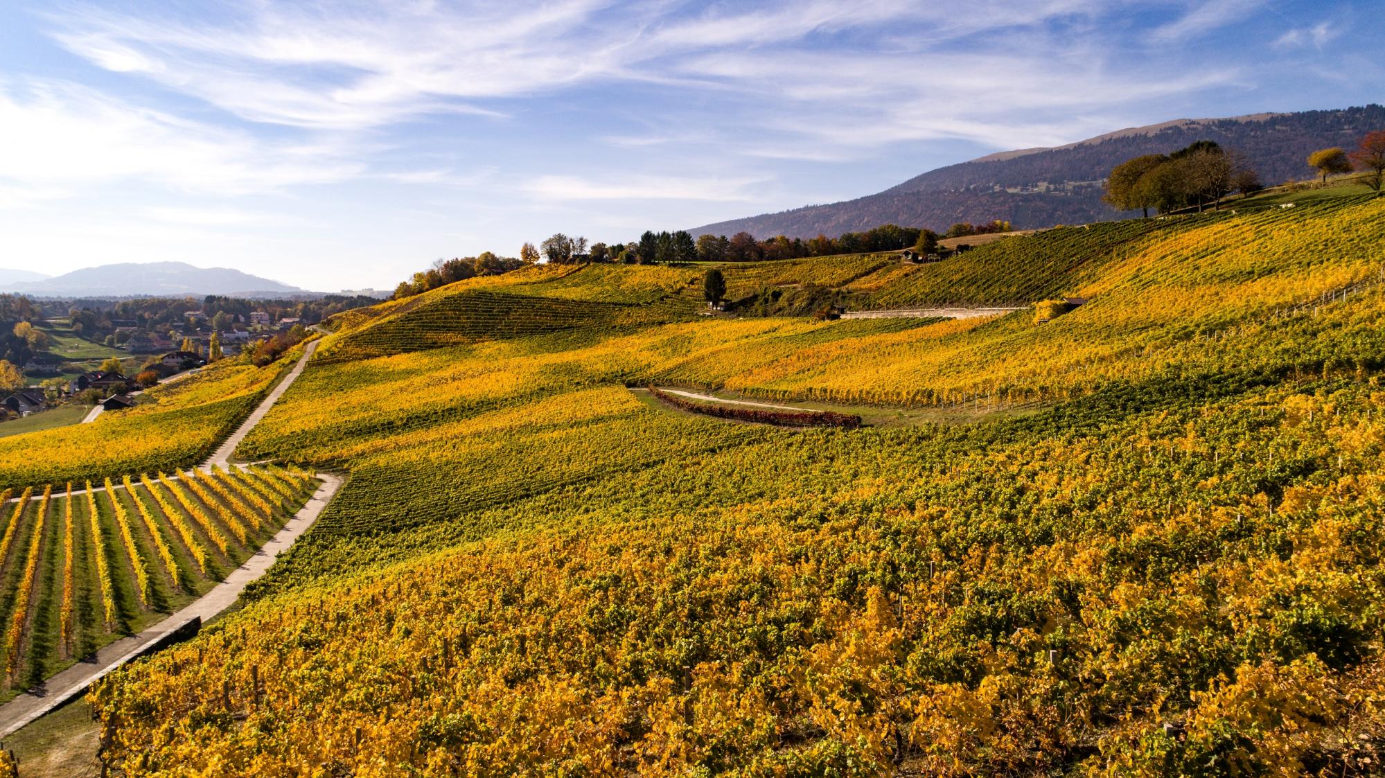 Vignobles Côtes de l'Orbe