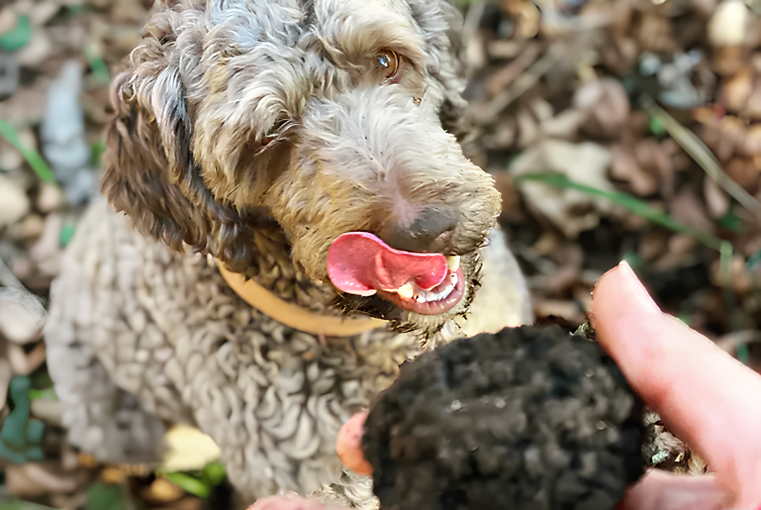 Cours de cavage et cuisine de la truffe