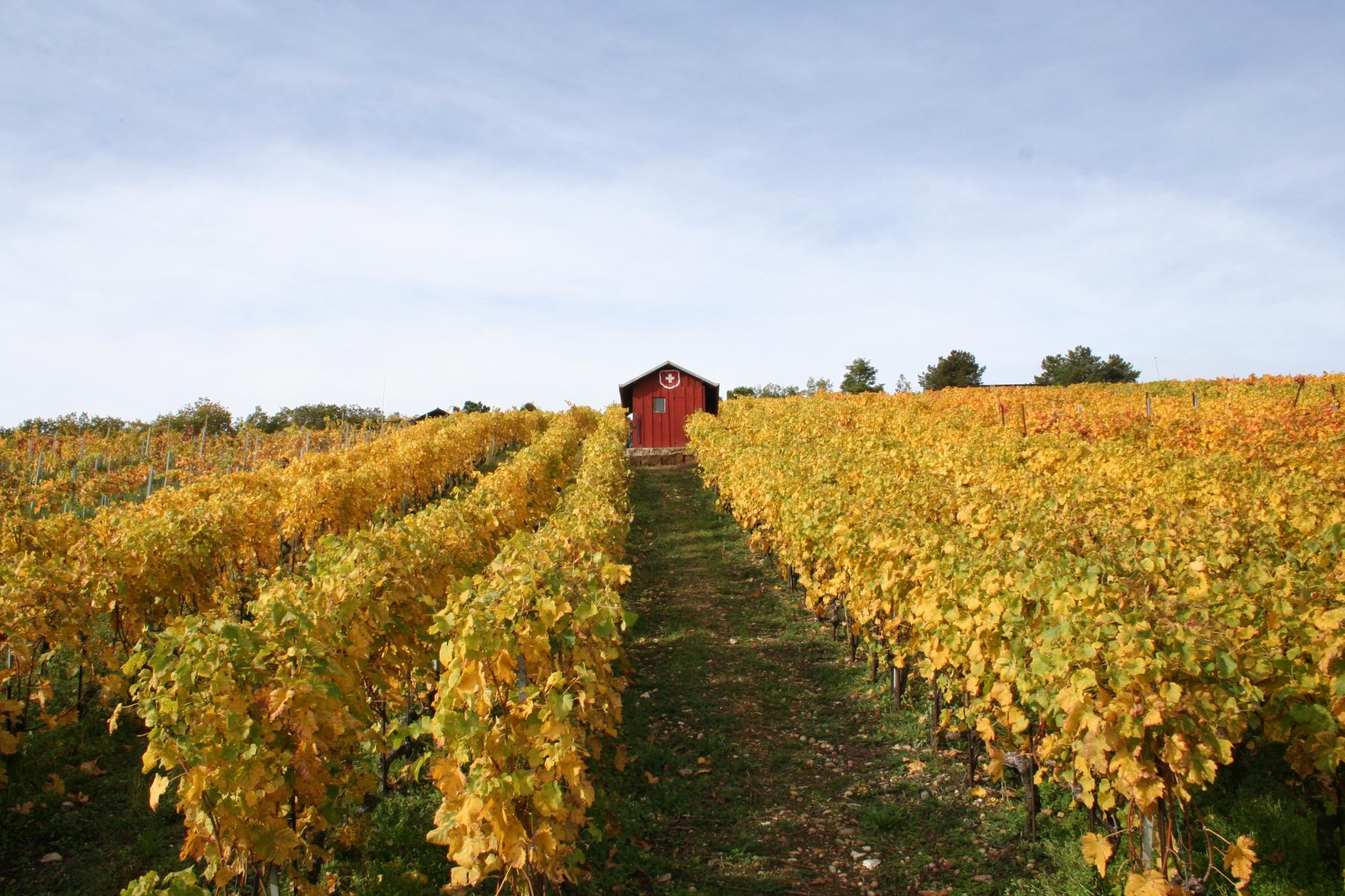 The Bonvillars vineyard