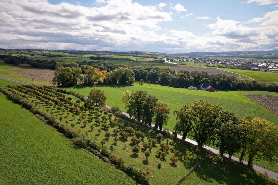 Suchy & Truffe - Balade au cœur d’une truffière