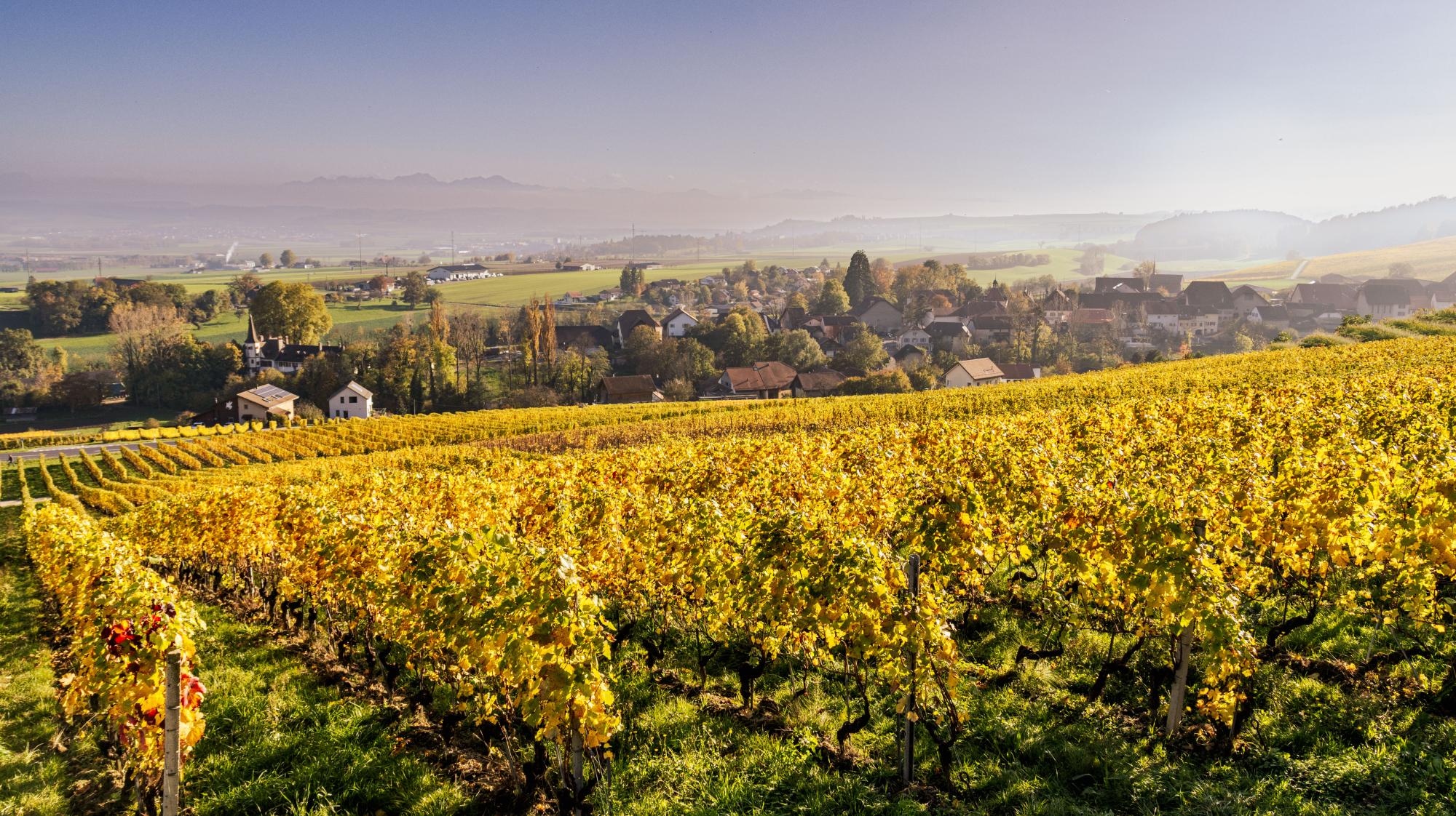 Wineyard between Rances and Valeyres-sous-Rances