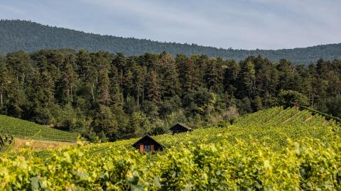 Vignoble de Bonvillars