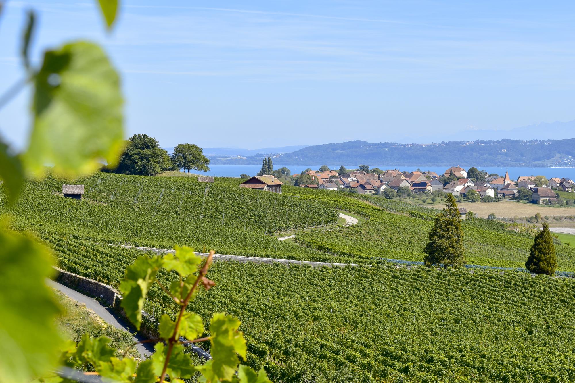 Vignoble de Bonvillars