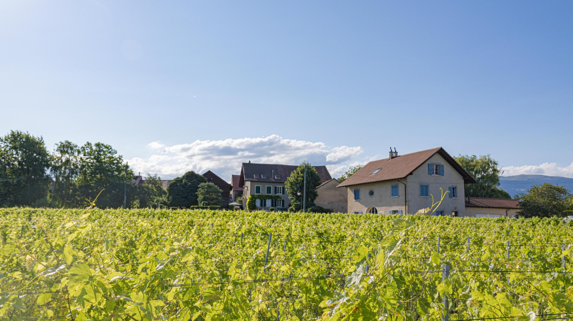 Arnex-sur-Orbe, village viticole