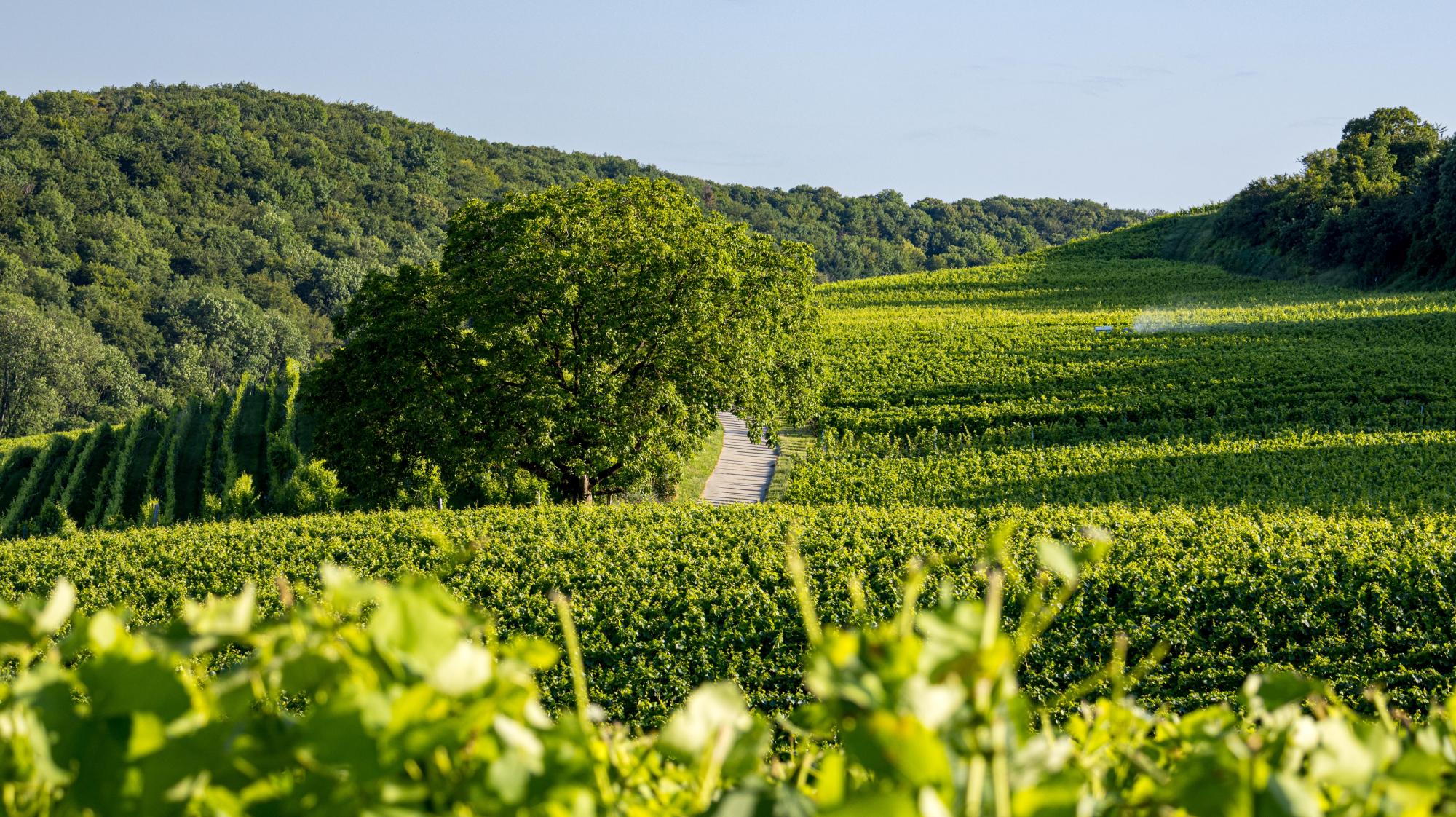 Vignoble d'Arnex-sur-Orbe