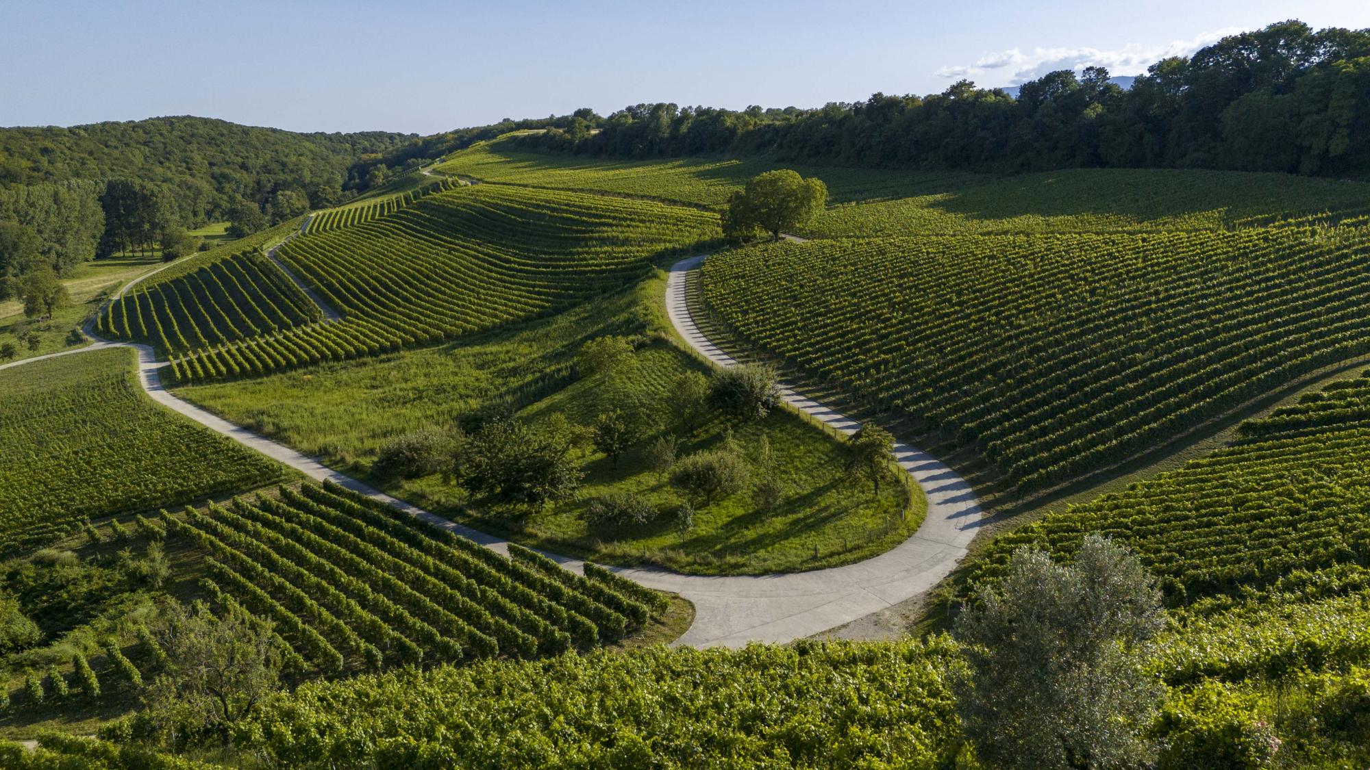 Vignoble d'Arnex-sur-Orbe