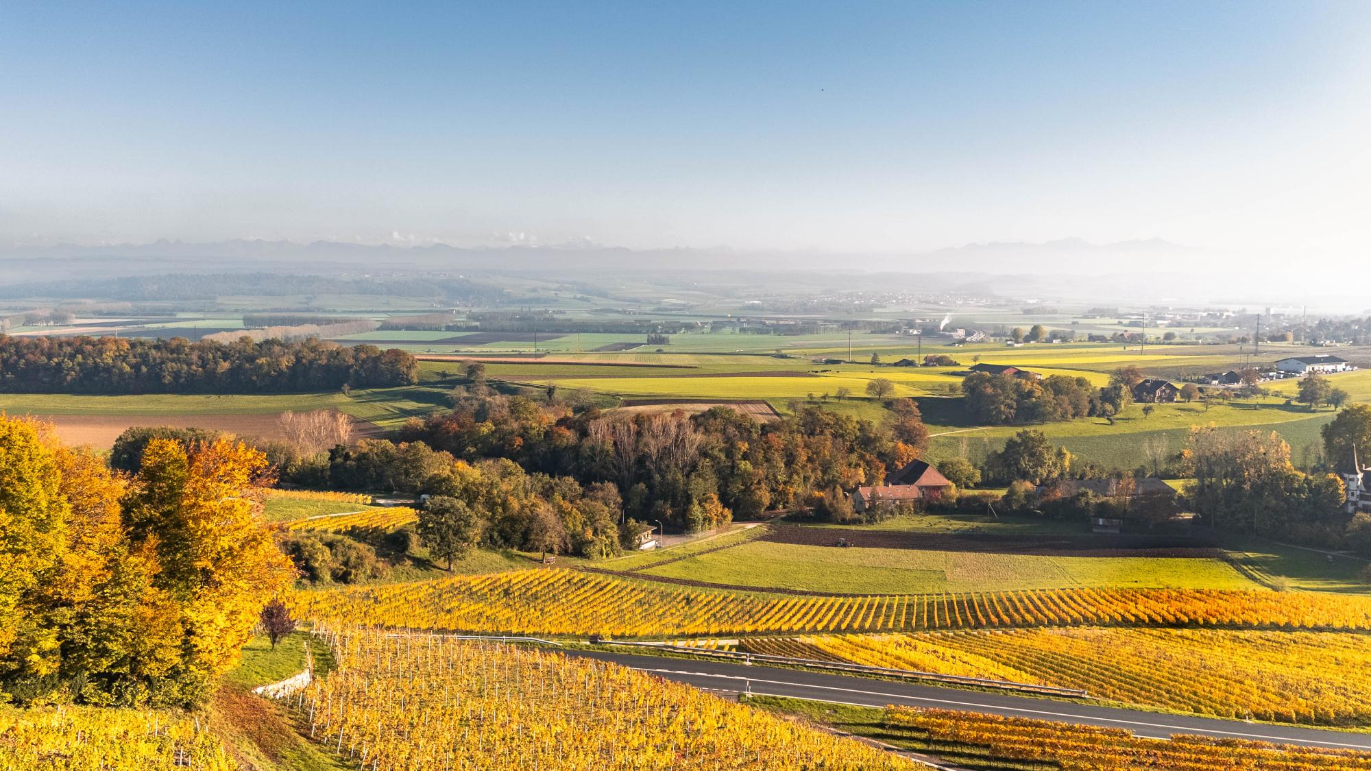 Vignoble entre Rances et Valeyres-sous-Rances