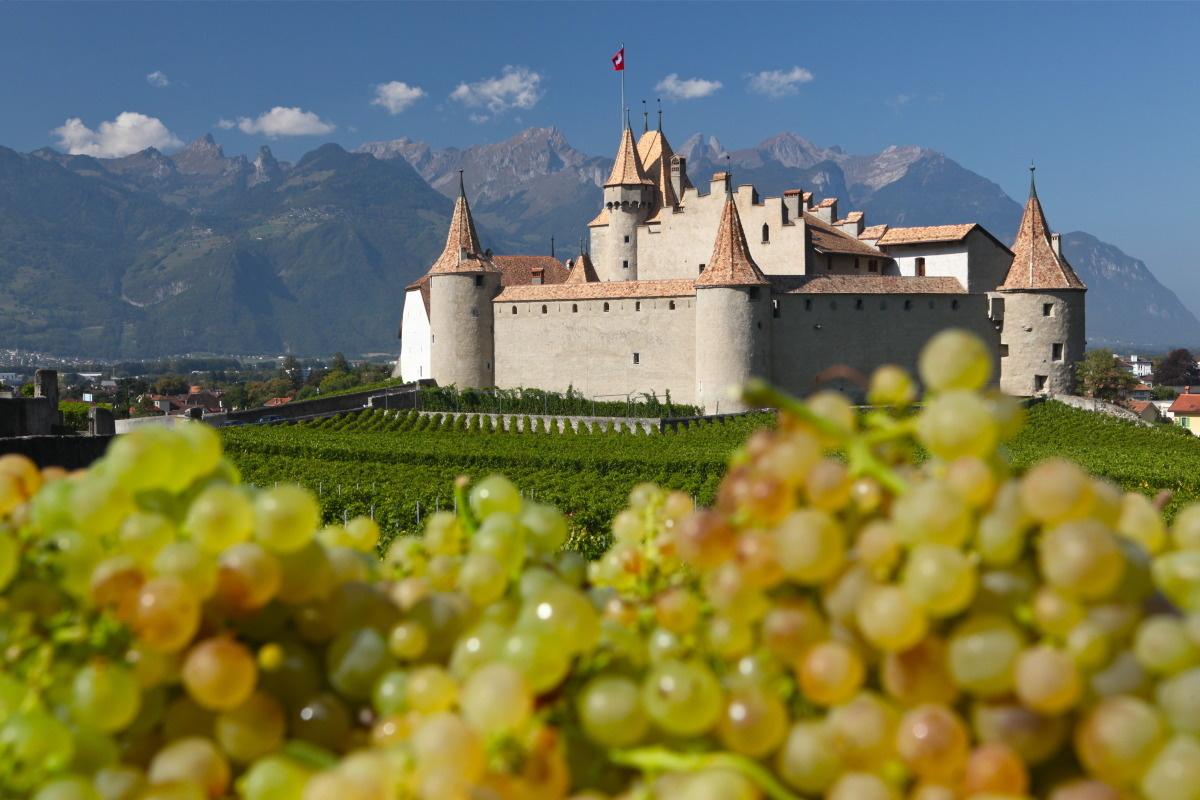 Castle of Aigle with grapes - Summer - Aigle