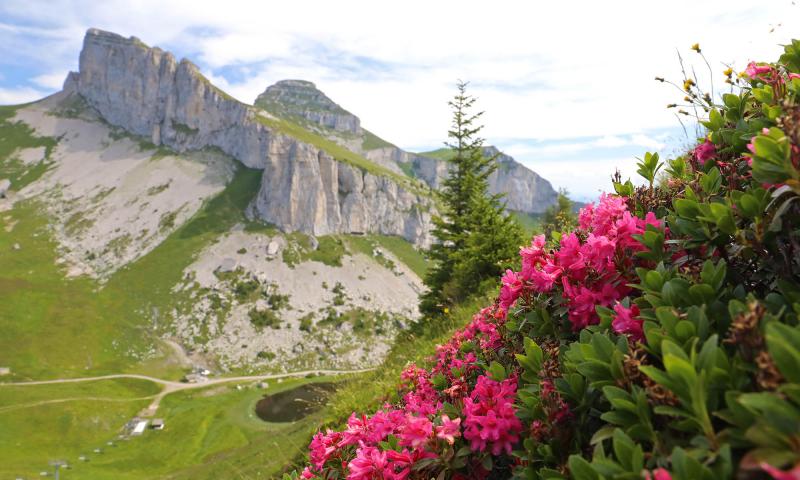 Aï and Mayen towers with flowers - summer - Leysin