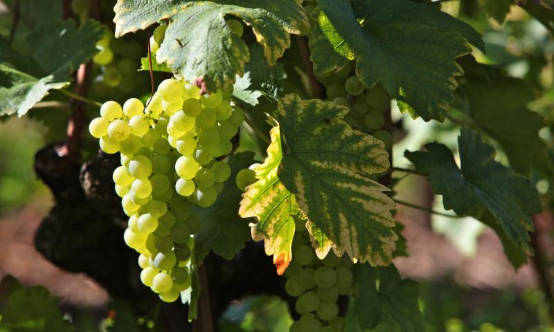 Bunch of grapes - summer - Eagle