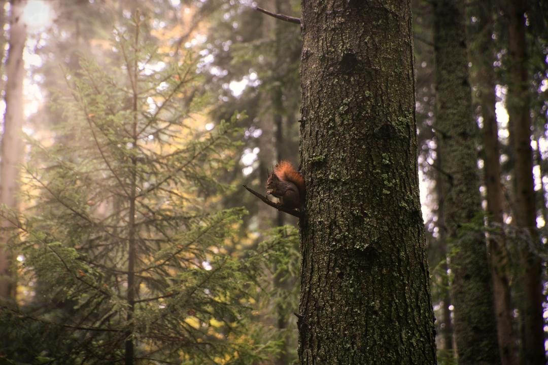 Forest - squirrel