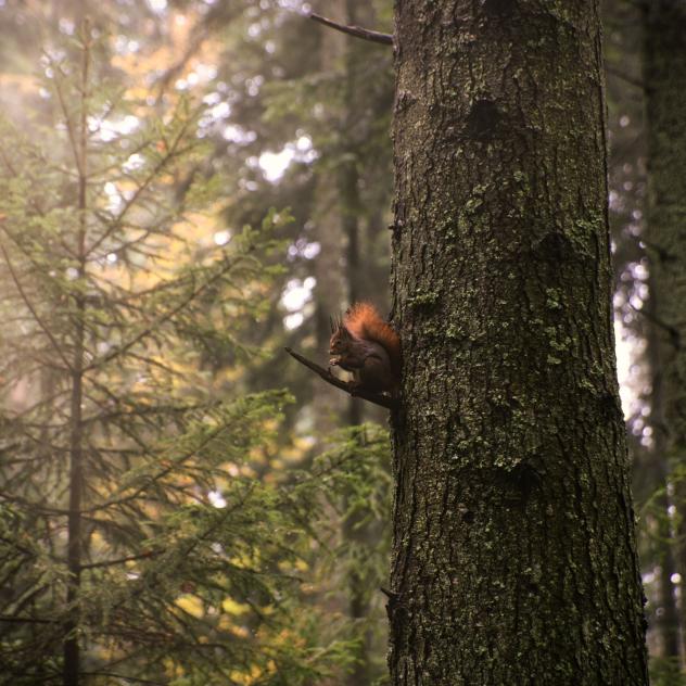 Forest biodiversity trail