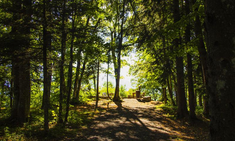 Roc de Veyges / forest - summer - Leysin