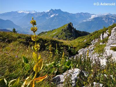 Riondaz with gentian and Dents-du-Midi - summer - Leysin