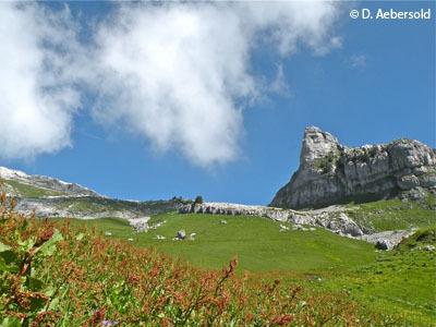 Tour de Famelon - Sommer - Leysin