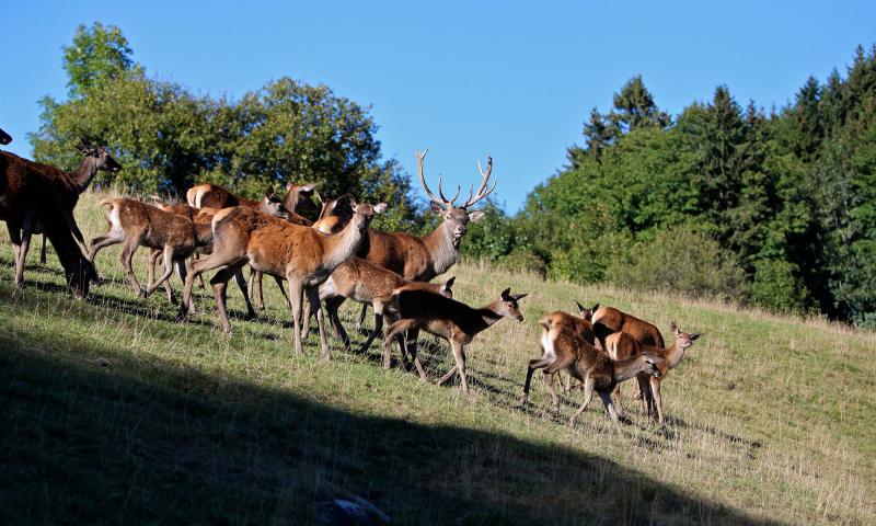 Deer Park - winter - Leysin